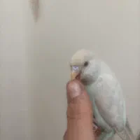 مرغ عشق دستی|پرنده|فردیس, نسترن شرقی|دیوار