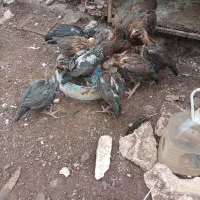 جوجه لاری افغان با مرغ|حیوانات مزرعه|رشت, لاکان|دیوار