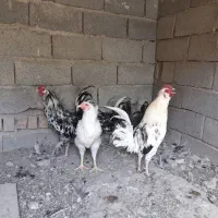 ۲عددخروس گلین|حیوانات مزرعه|شهریار, بکه|دیوار