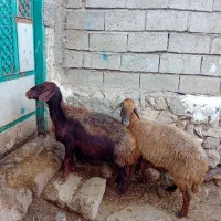 ۲عددگوسفند جوان بوغاز برای فروشی ونگه داشتن