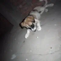 سگ پاکوتاه بازی گوش|سگ|زاهدان, |دیوار