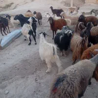 گوسفدوبز