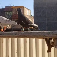 کفتر هوایی کبوتر بوم|پرنده|طرقبه, |دیوار