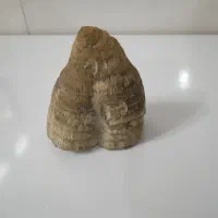 فسیل ،
