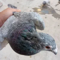 کفتر فروش فوری