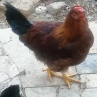 مرغ و خروس رسمی