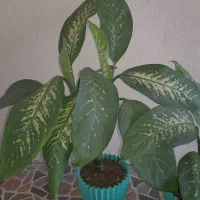 گل طبیعی زیبا