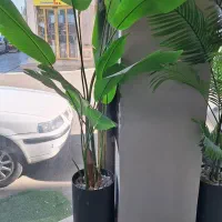 فروش گل تزئینی|گل مصنوعی|آستارا, |دیوار