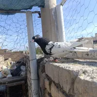کله سیاه|پرنده|لنجان, |دیوار