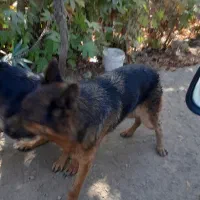 سگ نگهبان|سگ|مبارکه, |دیوار