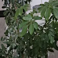 گل طبیعی زیبا و سرحال|گل و گیاه طبیعی|کرمانشاه, |دیوار