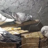 کبوترکلاغی|پرنده|معصومیه, |دیوار