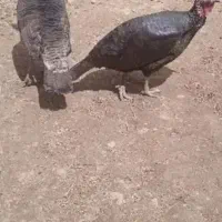 دوتابوقلمون ماده
