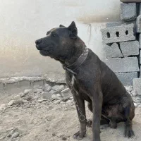 سگ کنکورسو