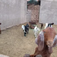 فروش‌بزغاله