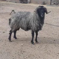 قوچ کر ملحه