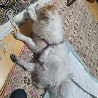 سگ اشپیتز تریر