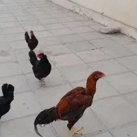 چهار عدد مرغ خوب