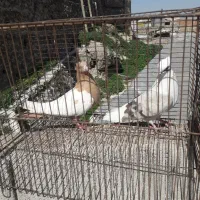 کبوتر|پرنده|مسجد سلیمان, |دیوار