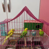 مرغ عشق رنگ زیبا همراه با قفس