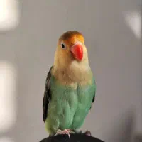 طوطی برزیلی|پرنده|شیراز, کوشک میدان|دیوار