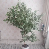 درخت اپارتمانی گل اپارتمانی|گل و گیاه طبیعی|سهند, |دیوار