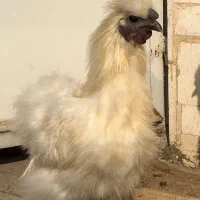 فروش|حیوانات مزرعه|تهران, شهرک ولیعصر شمالی|دیوار