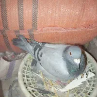 سبز مسافتی خورس لاری