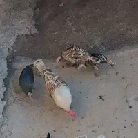 بوقلمو|حیوانات مزرعه|گوآور, |دیوار