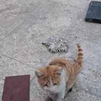 گربه پیدا شده