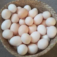 تخم مرغ محلی
