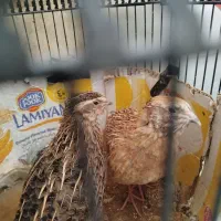 تعویض یک عدد بلدرچین