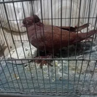 کفتر تزئینی|پرنده|قم, دورشهر|دیوار