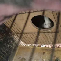 عروس هلندی گمشده در محمد آباد گرگان