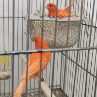 دو جفت رد فاکتور خوشگل با تخم