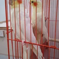 جفت عروس پاریس مولد معاوضه می‌شود|پرنده|اهواز, سپیدار|دیوار