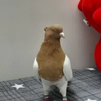 کفتر رنگه پرشی