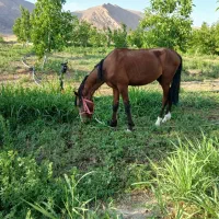 اسب نریان درشوری