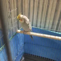 فروش فوری عروس هلندی و مرغ عشق|پرنده|شهرضا, |دیوار