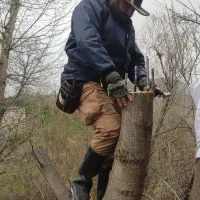 پیوند گردو و درختان دانه دار.