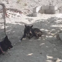 سگ مالینویز|سگ|میناب, |دیوار