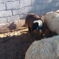 بره|حیوانات مزرعه|رفسنجان, |دیوار