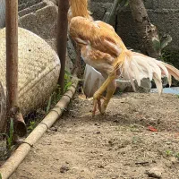 لاری هندی جوجه۴ ماهه