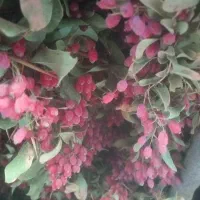 زرشک  پفکی فروشی