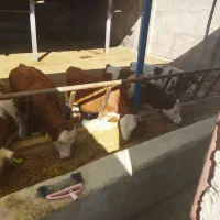 گوساله نر سیمنتال درجه یک|حیوانات مزرعه|کرج, فاز ۴ مهرشهر|دیوار