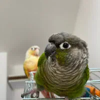 فروش پرنده جفت گرین چیک