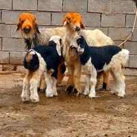 ۲۴راس میش بختیاری