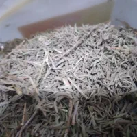 آویشن باریک