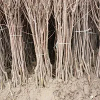 نهال پیوندی و ضمانتی ارقام نهال گردو،صنوبر ...