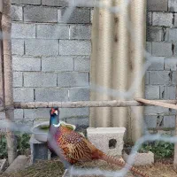 ۳ ساله قیمت مناسب